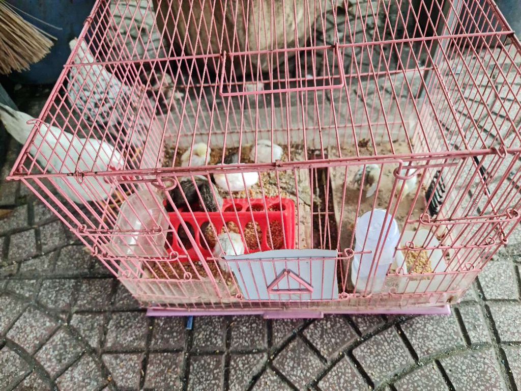 Bán gà rutin 1 tháng tuổi 2 tháng 1. Mua bán Gà tại Quận Bình Thạnh Tp Hồ Chí Minh được đăng bởi nguyễn danh hình 4