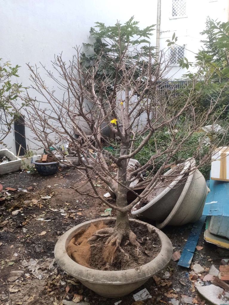Mai vàng 1.2m Khỏe, dáng đẹp. Mua bán Cây cảnh, đồ trang trí tại Thành phố Nha Trang Khánh Hòa được đăng bởi  ka hình 1