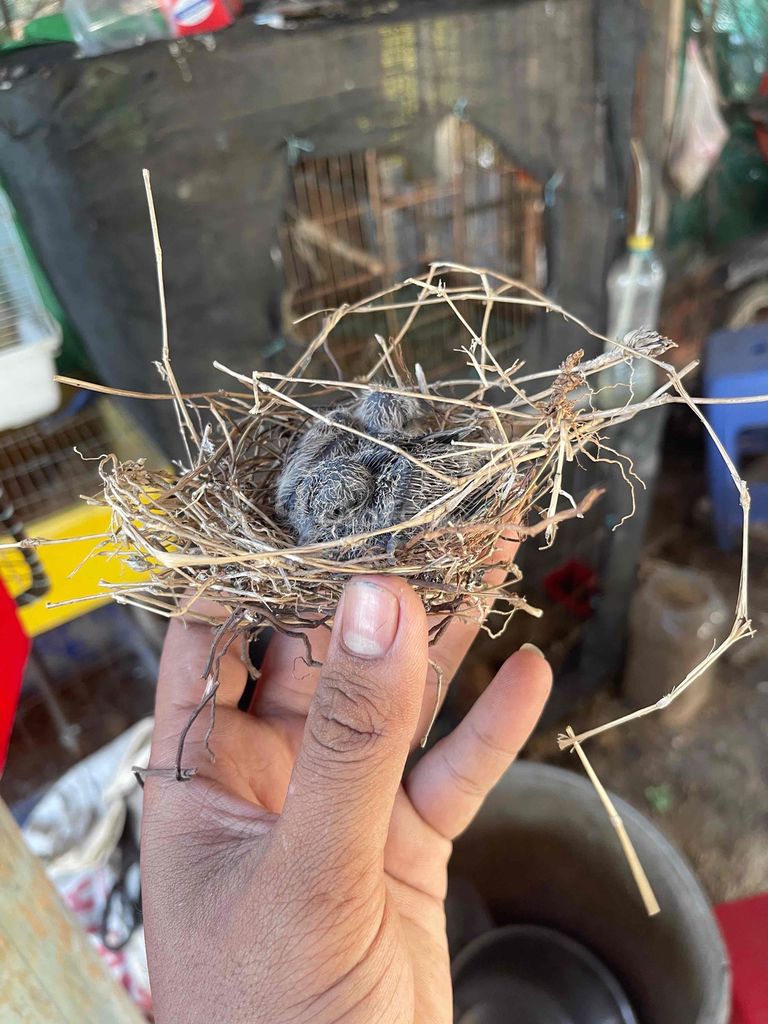 Chim Cu gáy non 1 cặp. Mua bán Chim tại Thành phố Thủ Đức Tp Hồ Chí Minh được đăng bởi tony  hình 1