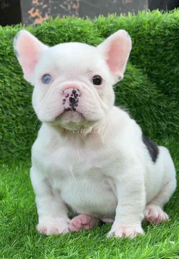 chó bull pháp body short  màu bò sữa ( 2 th tuổi ). Mua bán Chó tại Huyện Bình Chánh Tp Hồ Chí Minh được đăng bởi mini pet house sài gòn hình 1