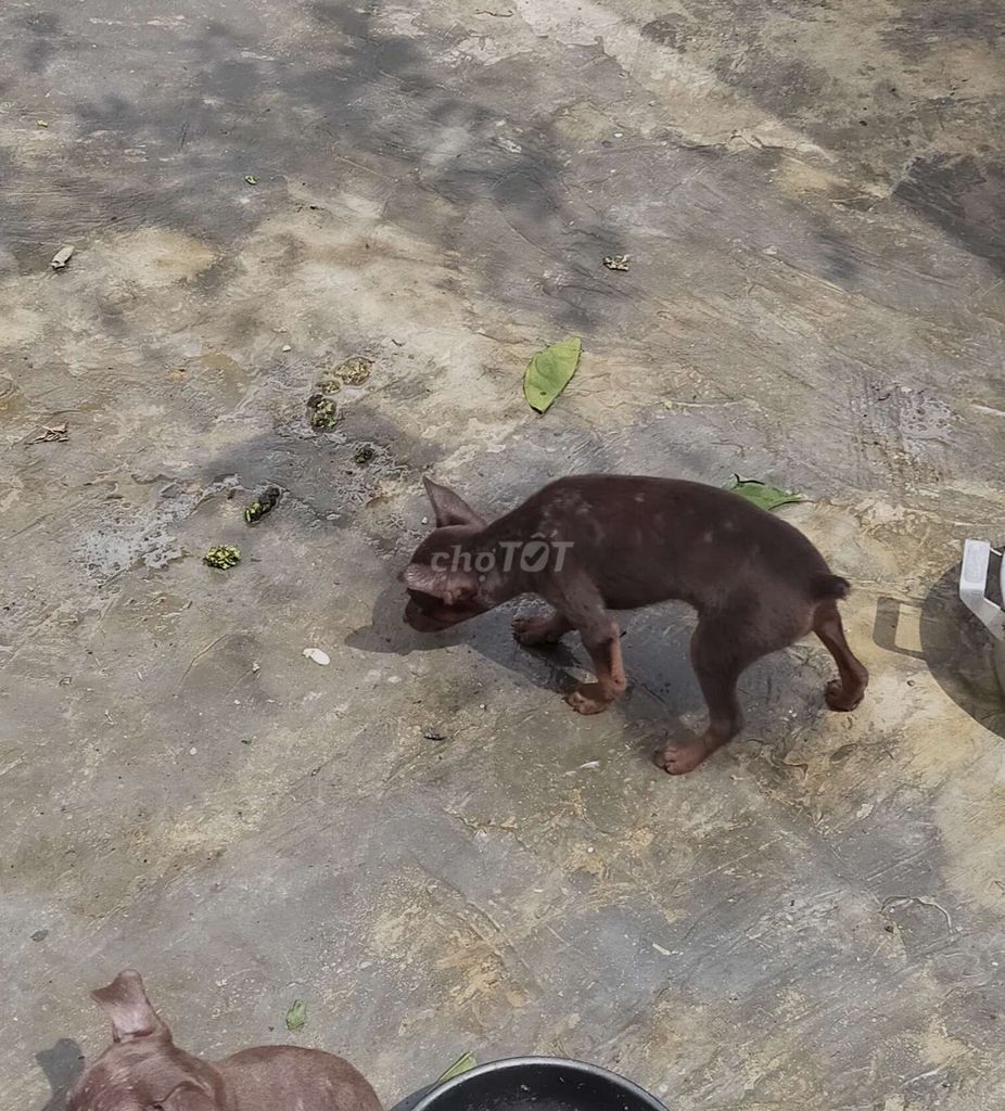 Chó Phốc Thái Socola 2 tháng đã tiêm. Mua bán Chó tại Quận Ba Đình Hà Nội được đăng bởi Đào quang Trung hình 1