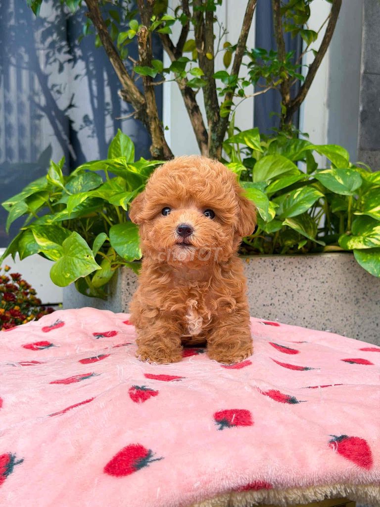 Chó Poodle Tiny Nâu vàng chó con. Mua bán Chó tại Quận Tân Bình Tp Hồ Chí Minh được đăng bởi Minh vương hình 1