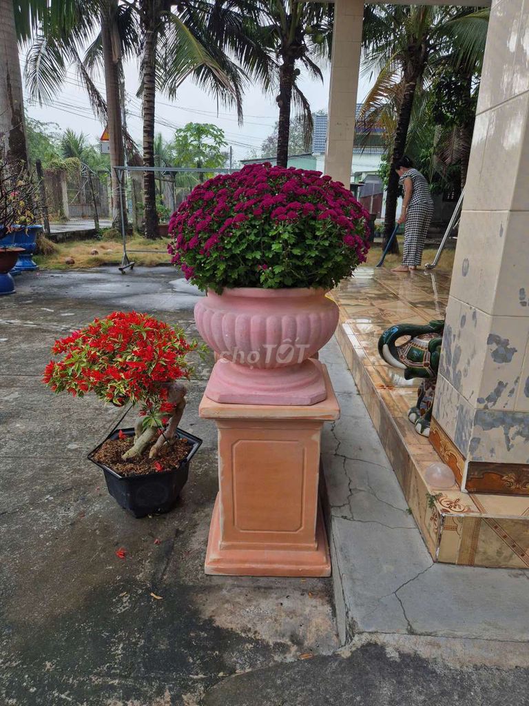 Chậu trồng cây. Mua bán Cây cảnh, đồ trang trí tại Thị xã Tân Uyên Bình Dương được đăng bởi Hiền Lương hình 1