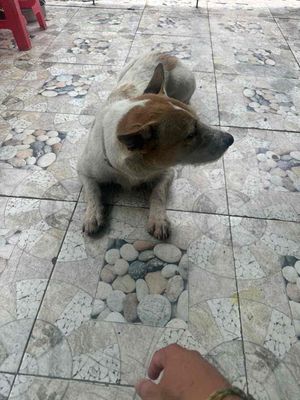 cần tìm mua Chó cỏ lớn giữ nhà