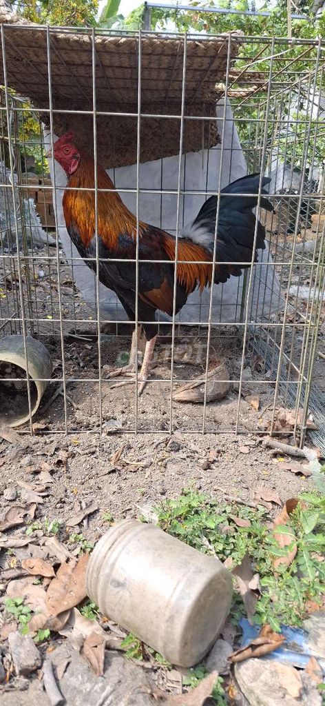 Gà chọi 1.8kg Nâu đen. Mua bán Gà tại Huyện Long Hồ Vĩnh Long được đăng bởi gà zin hình 1