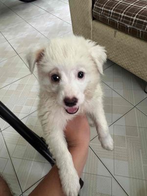 nhà trật nên k có chỗ nuôi. Mua bán Chó tại Thành phố Biên Hòa Đồng Nai được đăng bởi Nguyên