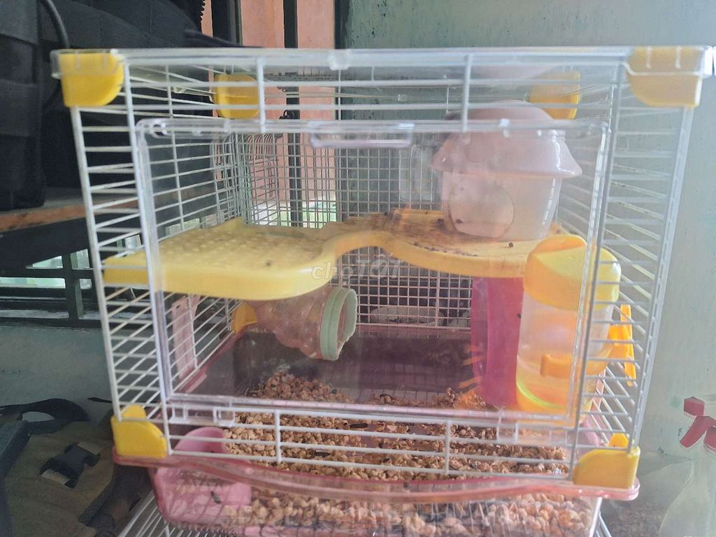 🔥Bán chuột Hamster tặng lồng🔥