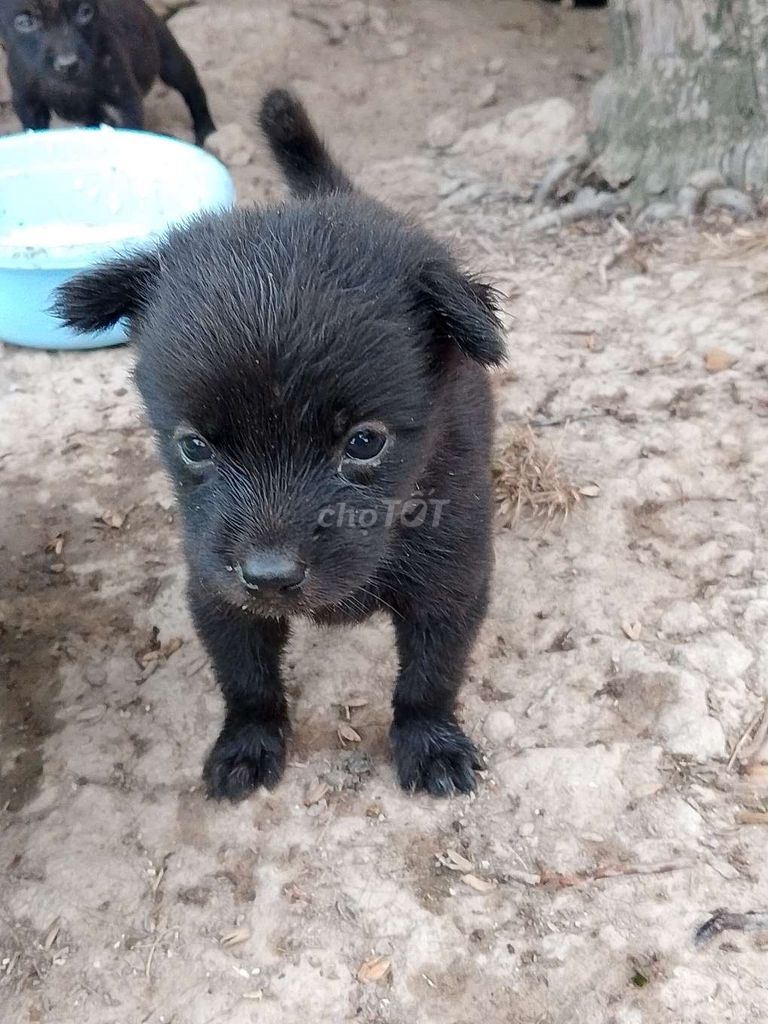 Chó mực đen. Mua bán Chó tại Huyện Thới Bình Cà Mau được đăng bởi Tên chưa cung cấp hình 1