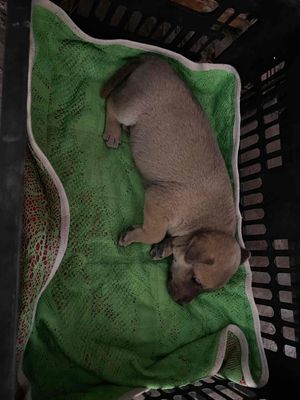 mình mua xác iphone 12 mini. Mua bán Điện thoại tại Quận Cái Răng Cần Thơ được đăng bởi Hoàng Như