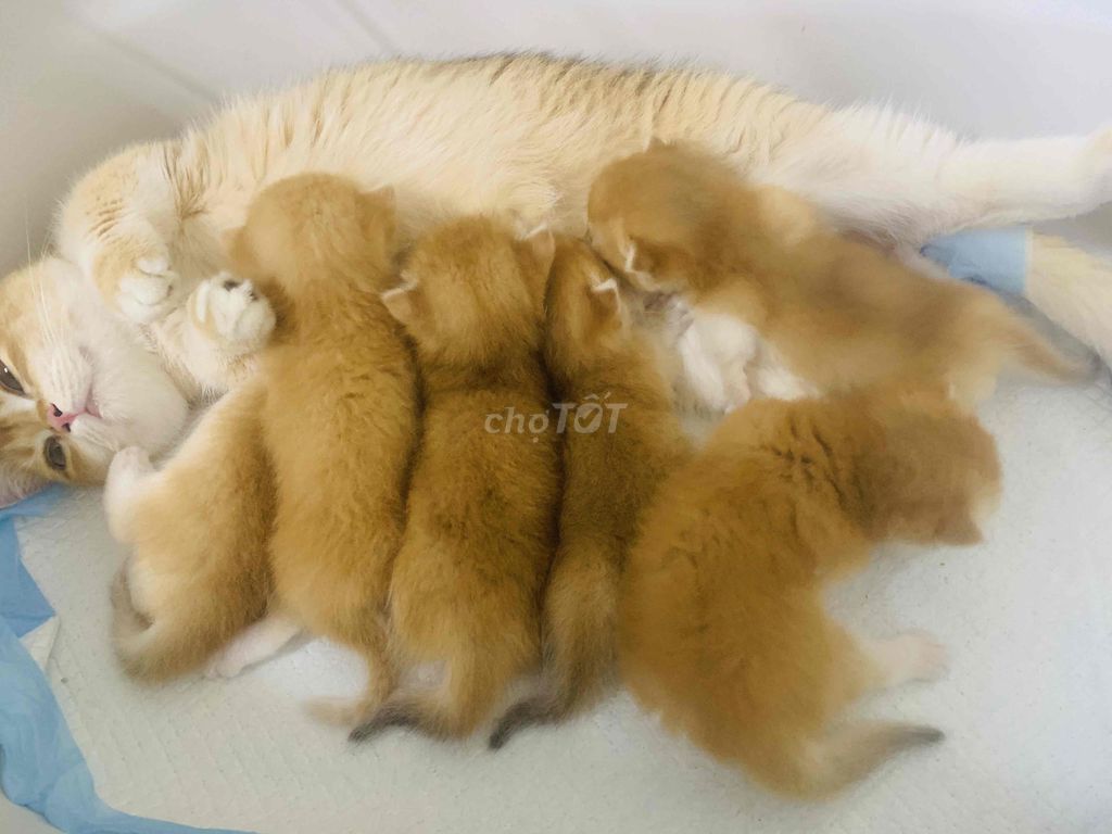 Mèo Golden NY12 Đực và cái cha mẹ nhập. Mua bán Mèo tại Quận 1 Tp Hồ Chí Minh được đăng bởi An Trương hình 1