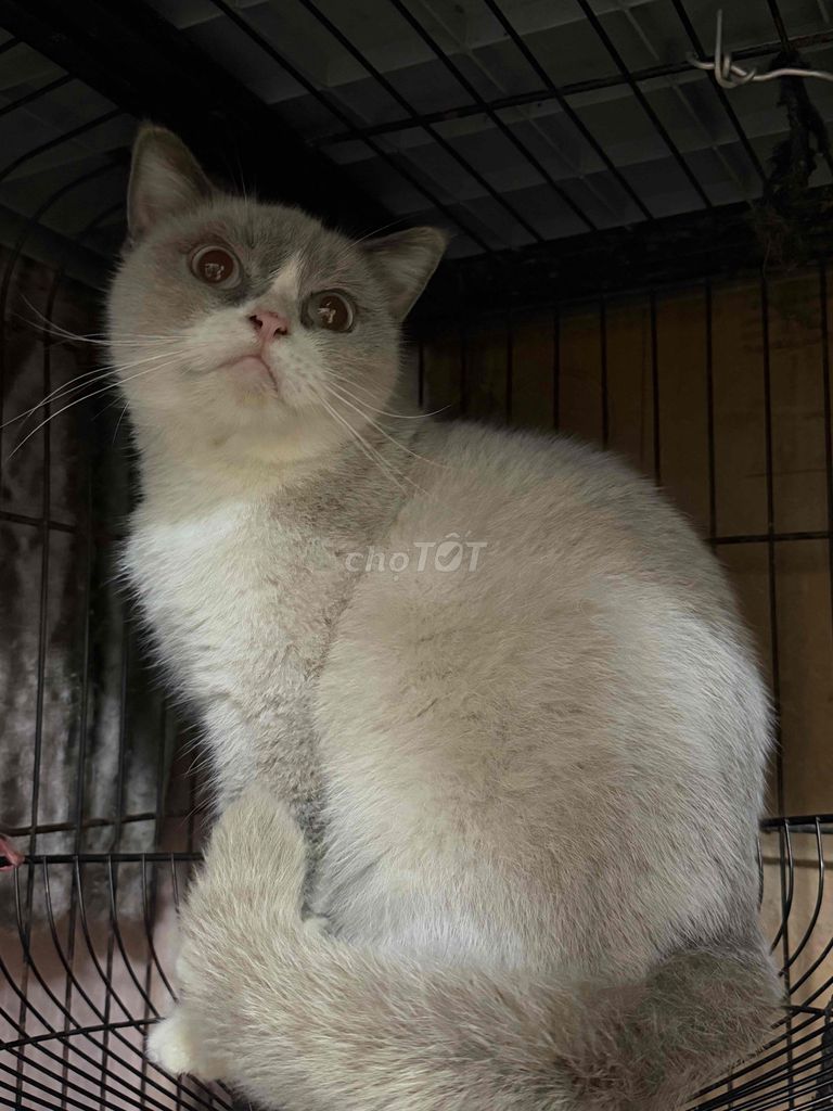 Mèo Anh lông ngắn cái 1.5 tuổi. Mua bán Mèo tại Quận Ba Đình Hà Nội được đăng bởi Dương Minh Hằng hình 1