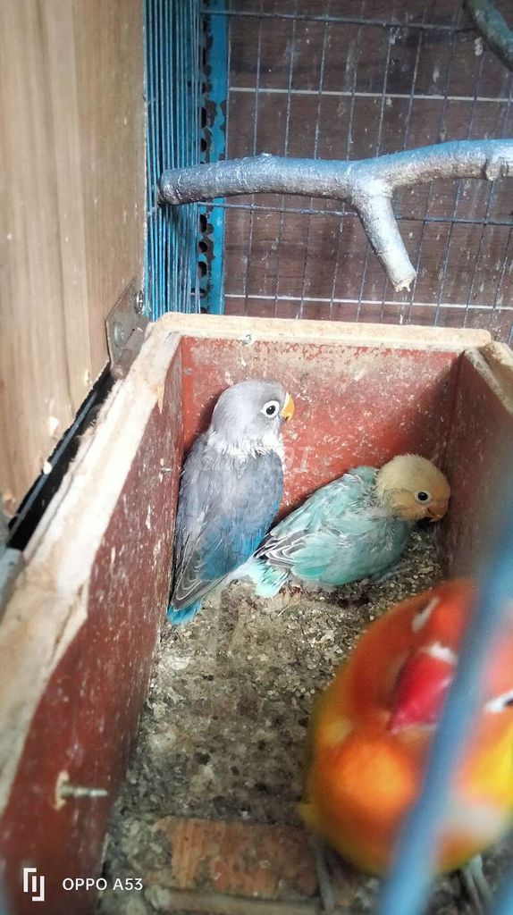 Chim Lovebird non khỏe mạnh. Mua bán Chim tại Quận 8 Tp Hồ Chí Minh được đăng bởi Bùi Văn Mẫn hình 1