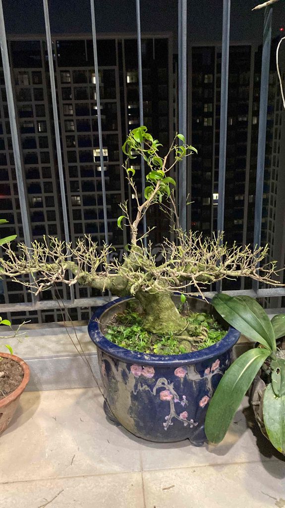 Cây cảnh Bonsai Cây sanh Đã trưởng thành. Mua bán Cây cảnh, đồ trang trí tại Quận Nam Từ Liêm Hà Nội được đăng bởi Tuấn hình 1