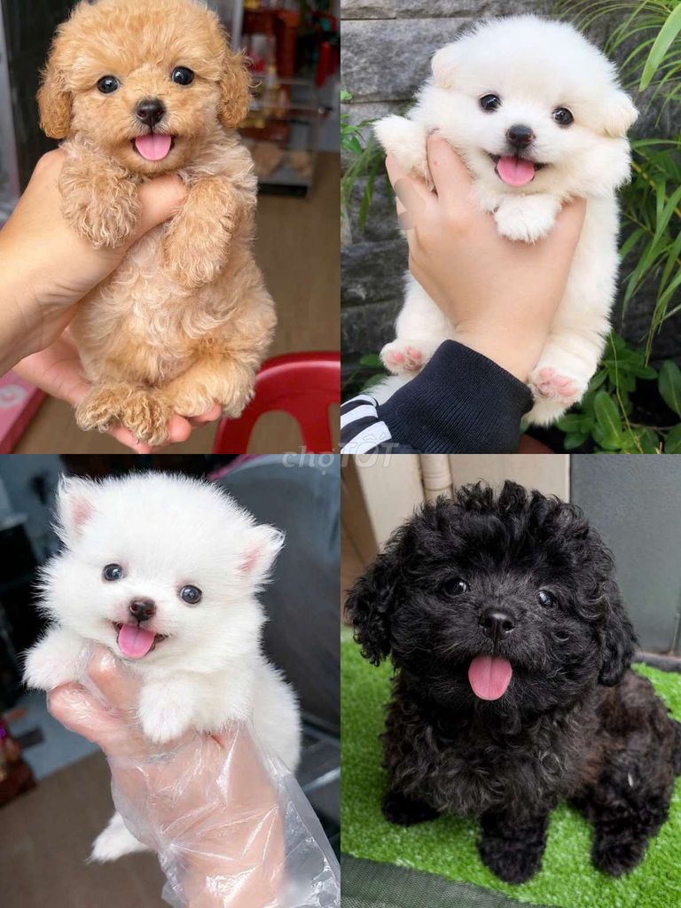 chó poodle , phốc sóc F 2 tháng. Mua bán Chó tại Quận 11 Tp Hồ Chí Minh được đăng bởi Minh nguyễn  hình 1