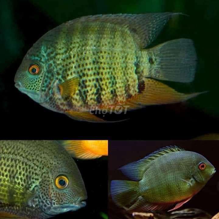 Cá Green severum