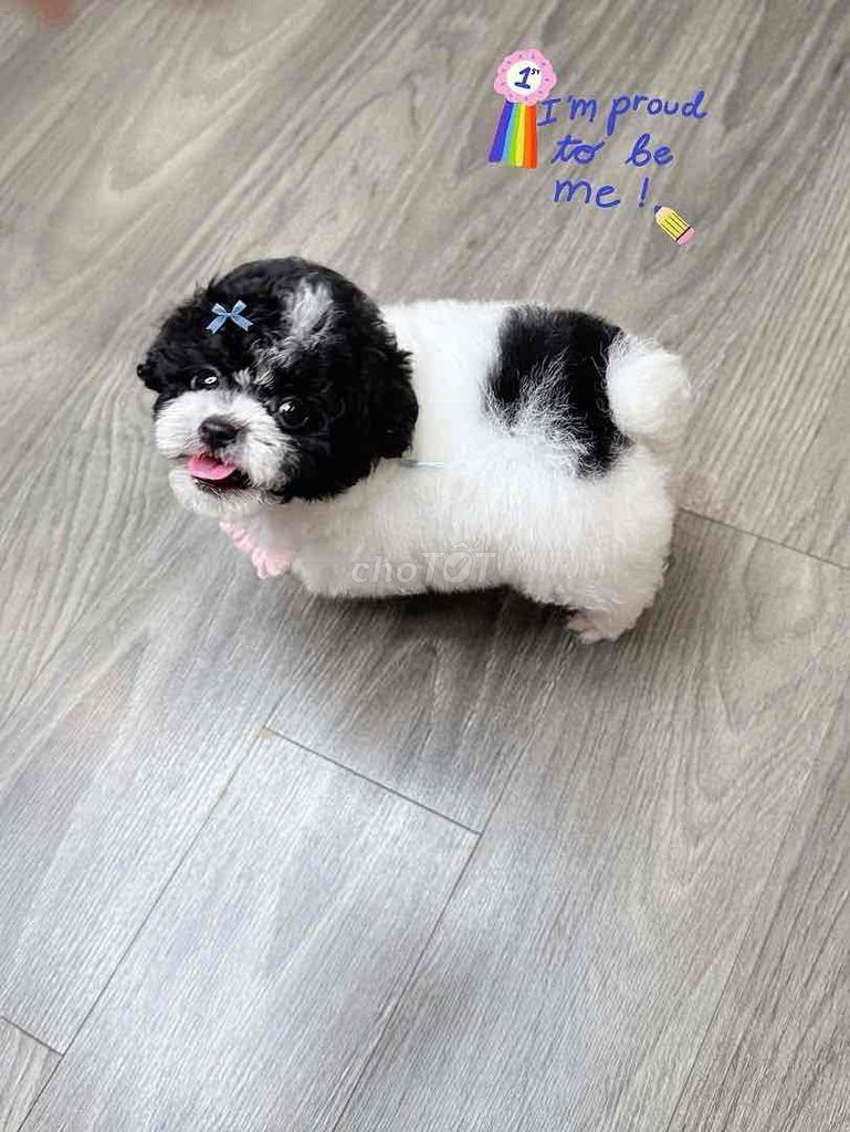 Chó Poodle cái Đen trắng đã tiêm. Mua bán Chó tại Thành phố Bến Tre Bến Tre được đăng bởi bm hình 1