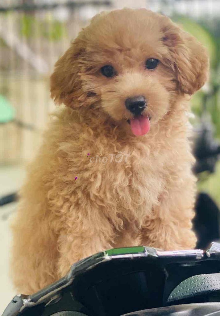 Chó Poodle Nâu vàng đã tiêm phòng. Mua bán Chó tại Quận Bình Thạnh Tp Hồ Chí Minh được đăng bởi thảo ly trần hình 1
