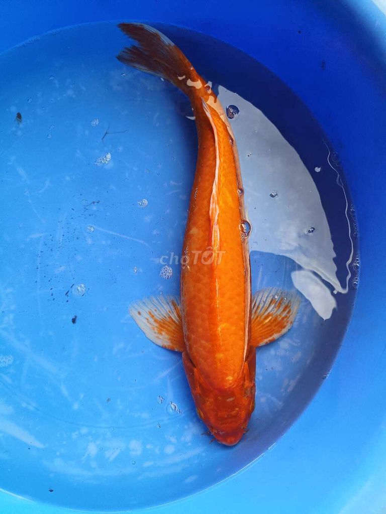 Cá Koi F1 40-45cm. Mua bán Thú cưng khác tại Quận Bình Tân Tp Hồ Chí Minh được đăng bởi trân phúc hình 1
