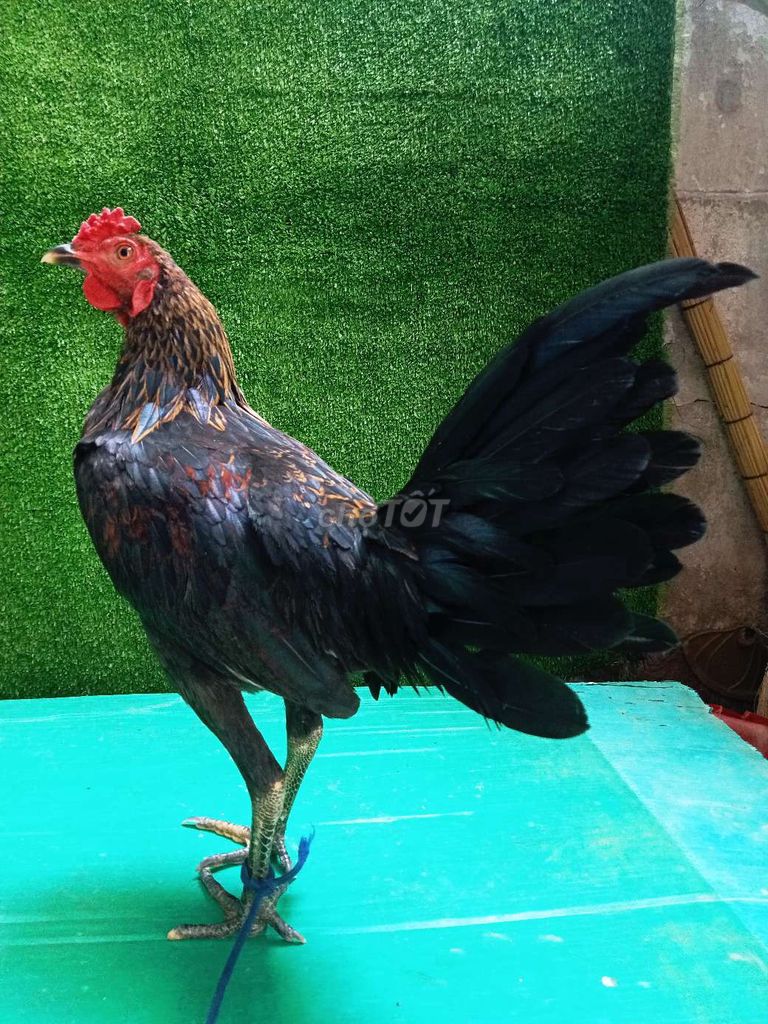 mã lai 1 kg 3 tơ zin. Mua bán Gà tại Quận Gò Vấp Tp Hồ Chí Minh được đăng bởi nam gà tre  hình 1