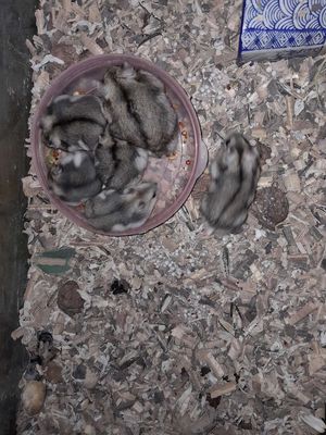 Chuột hamsters, đều màu sóc