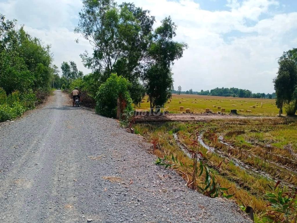 Cần bán 2800 m2 đất trồng lúa, giá tốt, An Ninh Tây, Đức Hoà, Long An