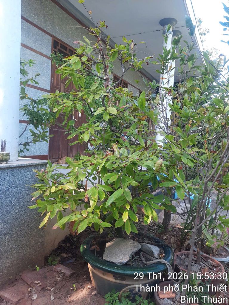 Cây cảnh Mai 2 cây. Mua bán Cây cảnh, đồ trang trí tại Thành phố Phan Thiết Bình Thuận được đăng bởi Lượng Huỳnh hình 1