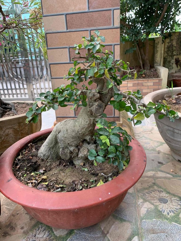 Cây duối Bonsai. Mua bán Cây cảnh, đồ trang trí tại Huyện Tiên Lãng Hải Phòng được đăng bởi Lê Đức toản  hình 1