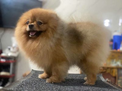 Mua Bán-phối giống. Mua bán Chó tại Huyện Gò Dầu Tây Ninh được đăng bởi Tâm Pom có ZaIo