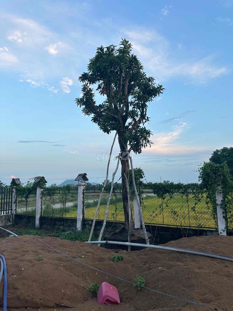 Cây trứng gà Lekima bóng mát sân vườn. Mua bán Cây cảnh, đồ trang trí tại Huyện Hàm Thuận Bắc Bình Thuận được đăng bởi Son huynh hình 1