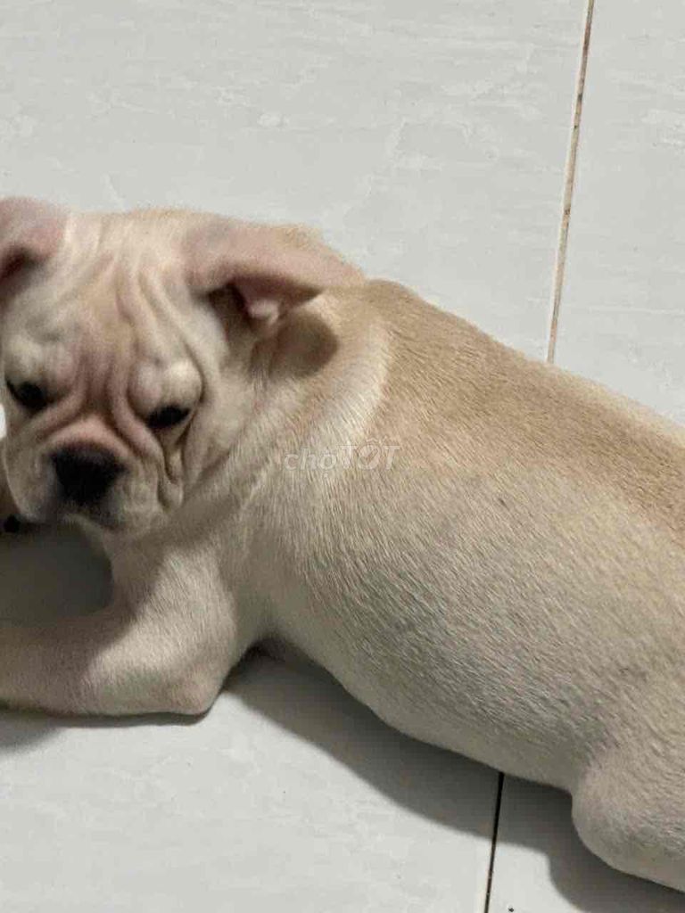 Chó Bug mặt xệ vàng nhạt 2 tháng. Mua bán Chó tại Huyện Bình Chánh Tp Hồ Chí Minh được đăng bởi sang hình 1