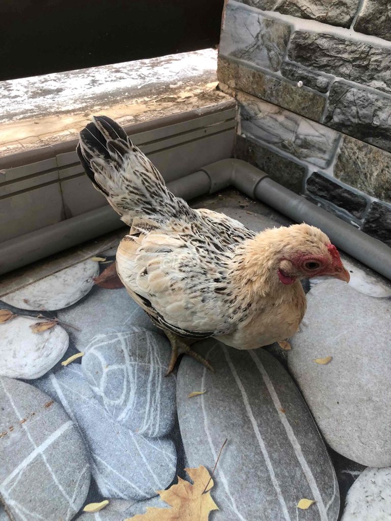 Gà Trắng đen Cái Đang đẻ. Mua bán Gà tại Huyện Nhà Bè Tp Hồ Chí Minh được đăng bởi LÊ VĂN GIÀU hình 1