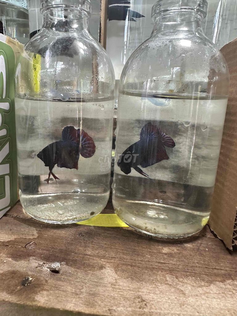 Cá lia thia xiêm đá giá sinh viên. Mua bán Thú cưng khác tại Huyện Phụng Hiệp Hậu Giang được đăng bởi Minhquan hình 1