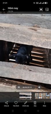 Nhà có 2 con chó. Mua bán Chó tại Huyện Long Thành Đồng Nai được đăng bởi Van danh