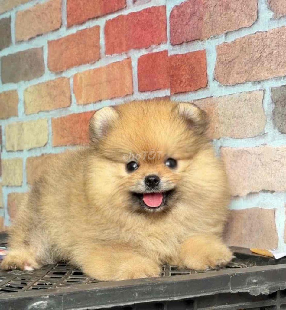 Chó Phốc Sóc Nâu vàng. Mua bán Chó tại Huyện Bình Chánh Tp Hồ Chí Minh được đăng bởi pom pet sài gòn hình 1