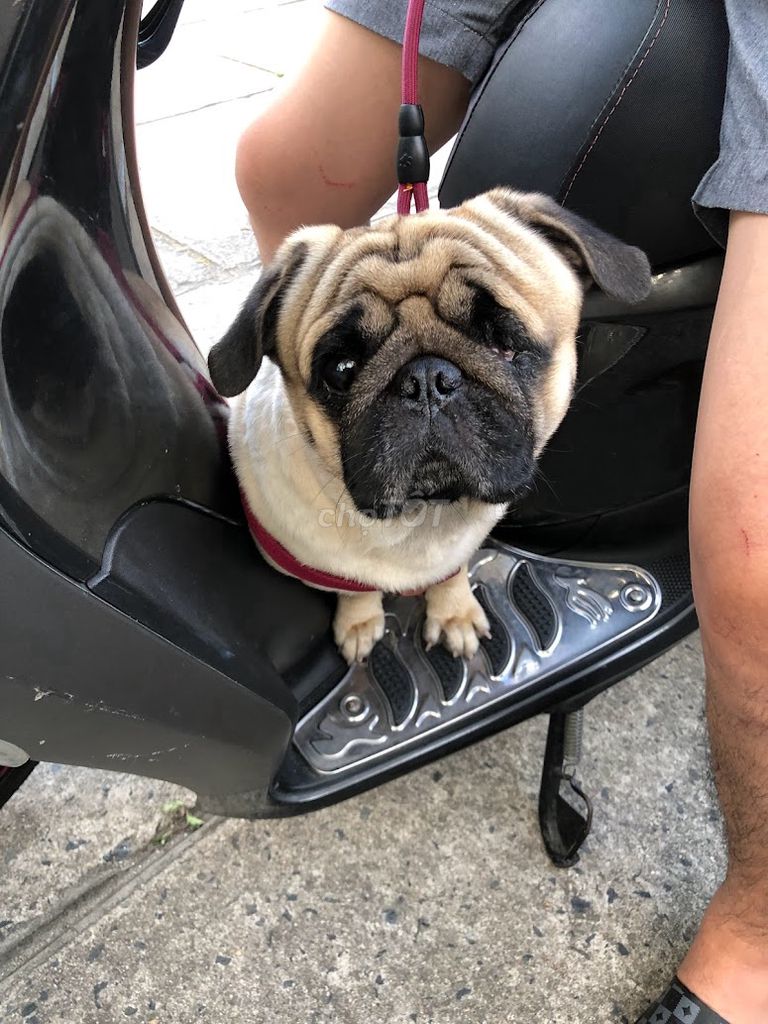 Cho tặng bé Pug. Mua bán Chó tại Huyện Phú Hòa Phú Yên được đăng bởi Hiếu hình 1