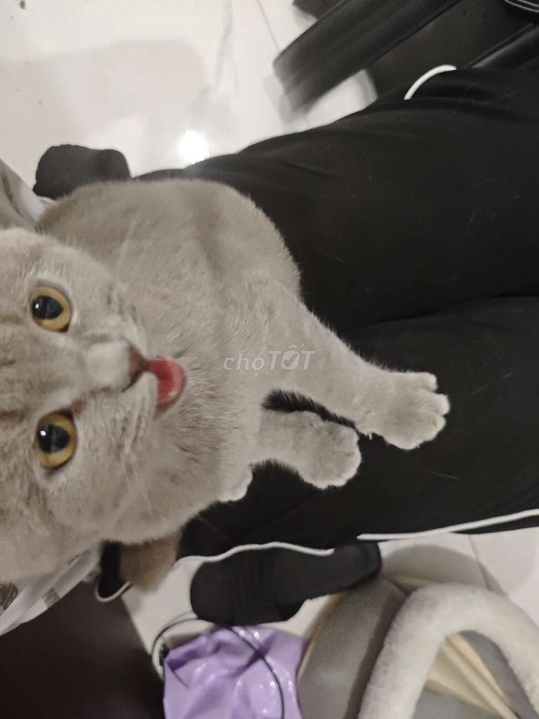 Mèo tai cụp Xám 10 tháng. Mua bán Mèo tại Quận Nam Từ Liêm Hà Nội được đăng bởi Thắng Nguyễn hình 1
