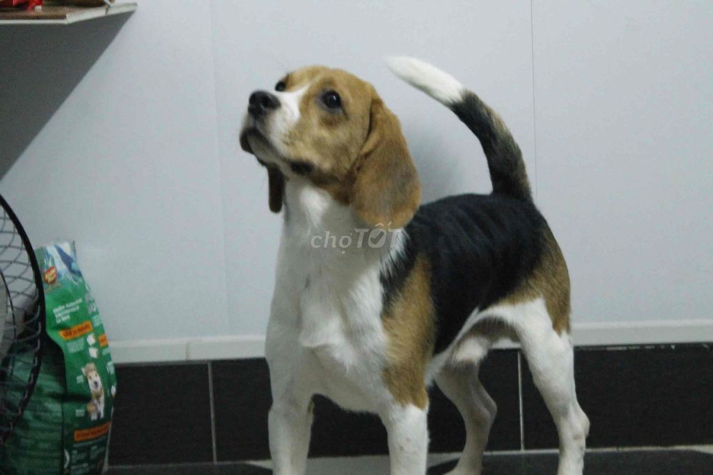 Chó Beagle Tam thể Đực/Cái. Mua bán Chó tại Quận Đống Đa Hà Nội được đăng bởi Phùng Hoàng Việt hình 1