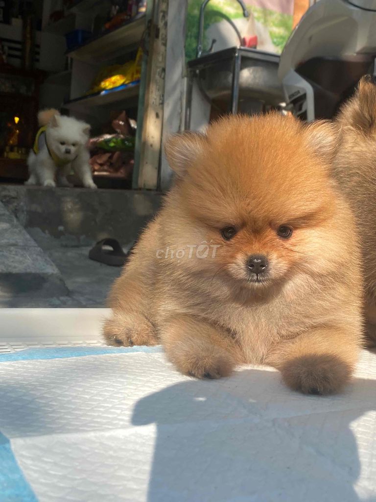 chó pom thuần chủng. Mua bán Chó tại Quận Thanh Khê Đà Nẵng được đăng bởi SiSi Pet Shop hình 6
