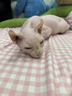 Mèo Sphynx thuần chủng hơn 2 tuổi