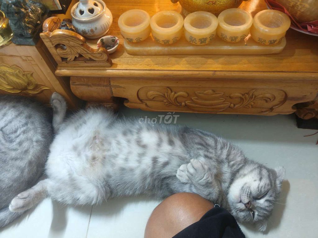 Meo lun ,meo khong lo. Mua bán Mèo tại Quận 5 Tp Hồ Chí Minh được đăng bởi Trong Hoa hình 1