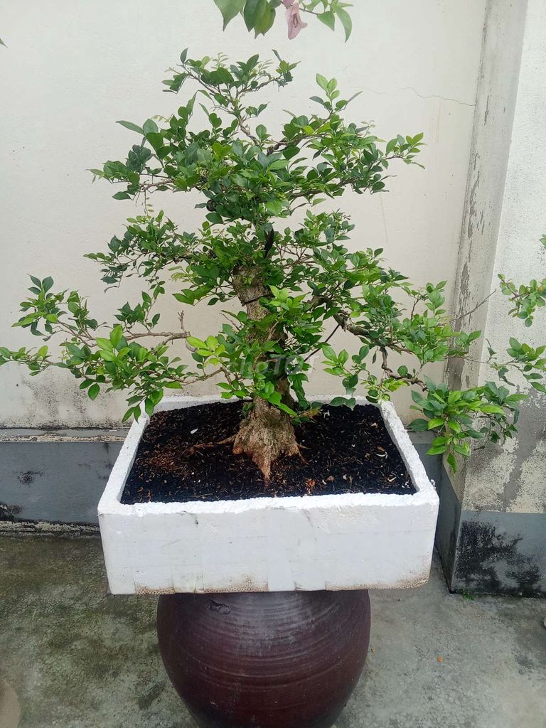 Cây cảnh Nguyệt quế Cốt chậu già. Mua bán Cây cảnh, đồ trang trí tại Huyện An Dương Hải Phòng được đăng bởi lexus hình 1