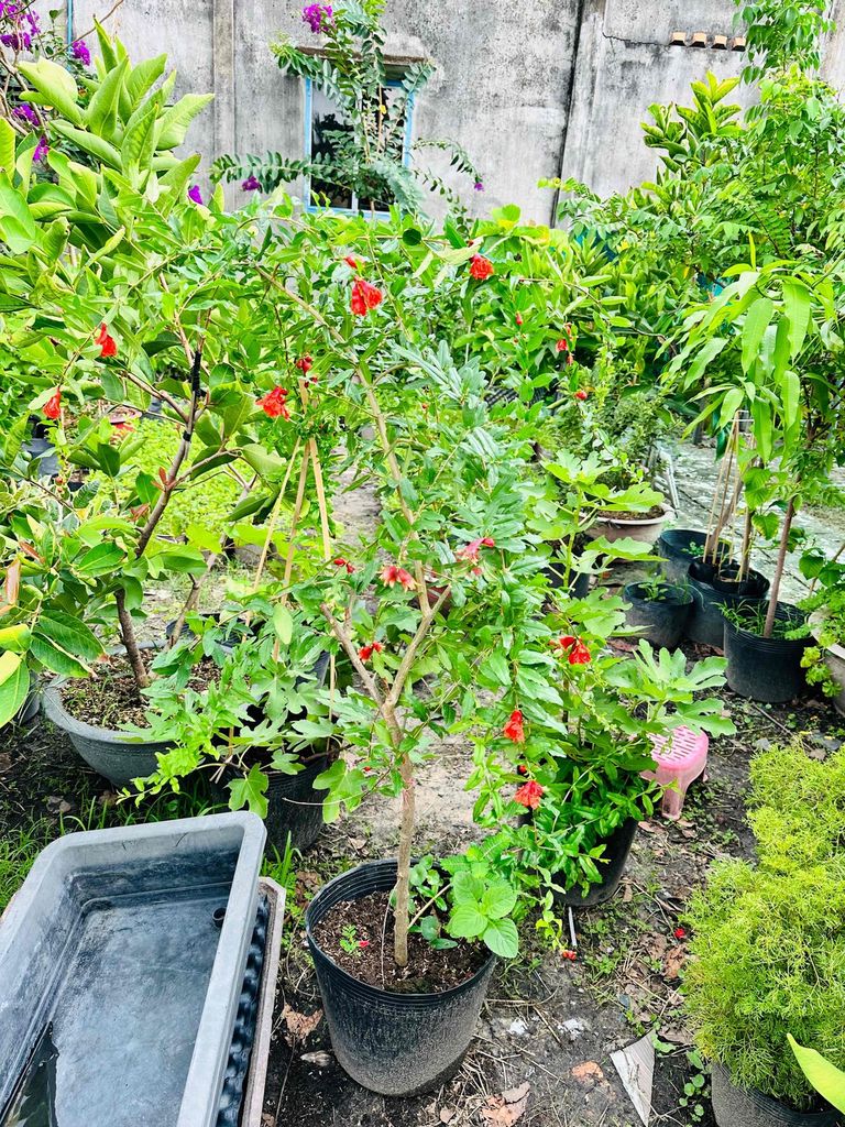 Lựu Ấn Độ thuần chậu khỏe đẹp đang bông vô trái. Mua bán Cây cảnh, đồ trang trí tại Quận Gò Vấp Tp Hồ Chí Minh được đăng bởi Vườn Kiểng Nhà Nị Ny hình 1