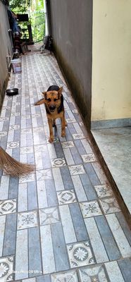 Chó Becgie Đực Nâu đen