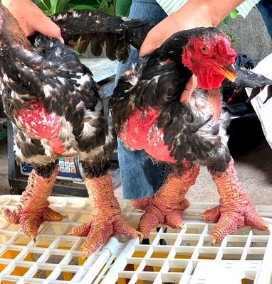 Bán gà Đông Tảo Thit. Mua bán Gà tại Thị xã Tân Uyên Bình Dương được đăng bởi Gà Chọi