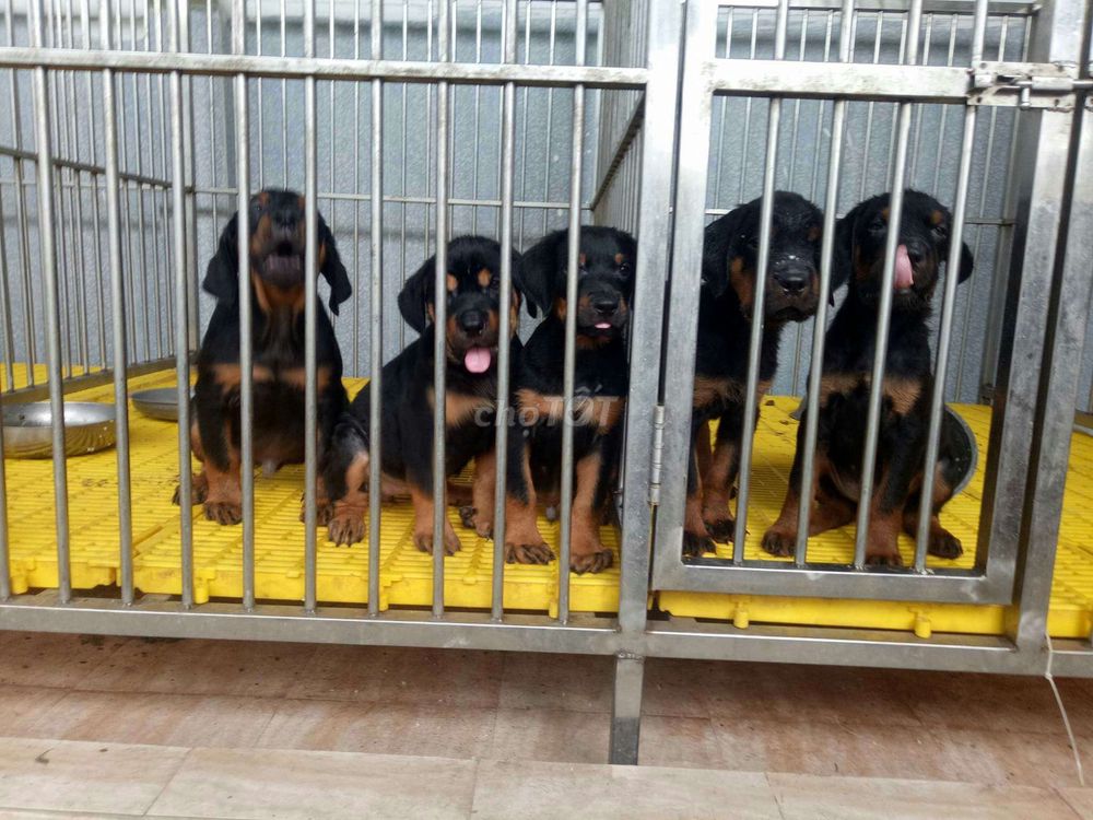 0915537113 - Rottweiler Hậu Duệ Của marcos đã test virus