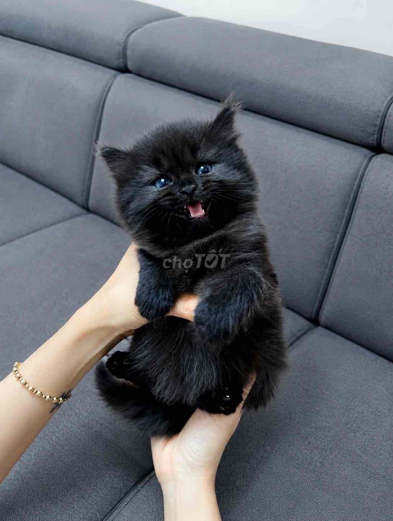 Mèo Anh lông ngắn thuần chủng Màu Đen. Mua bán Mèo tại Quận Gò Vấp Tp Hồ Chí Minh được đăng bởi MinhDuong hình 1