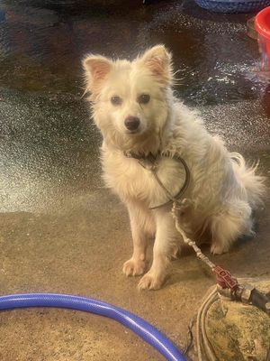 Chó con Trắng đã tiêm phòng