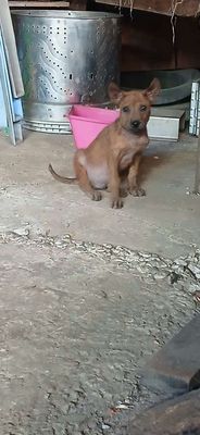 Chó Phú Quốc cả hai đã tiêm