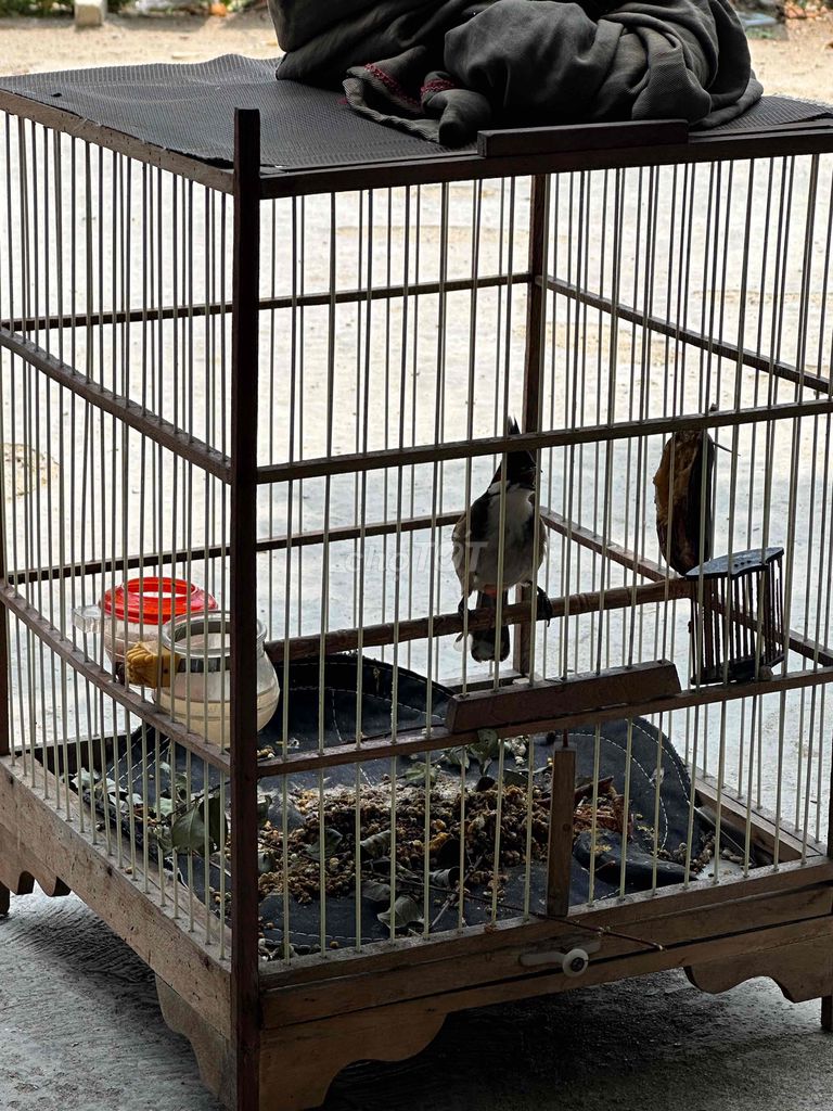 Chim chào mào mái 1 mùa.. Mua bán Chim tại Thành phố Thủ Đức Tp Hồ Chí Minh được đăng bởi Tâm hình 1