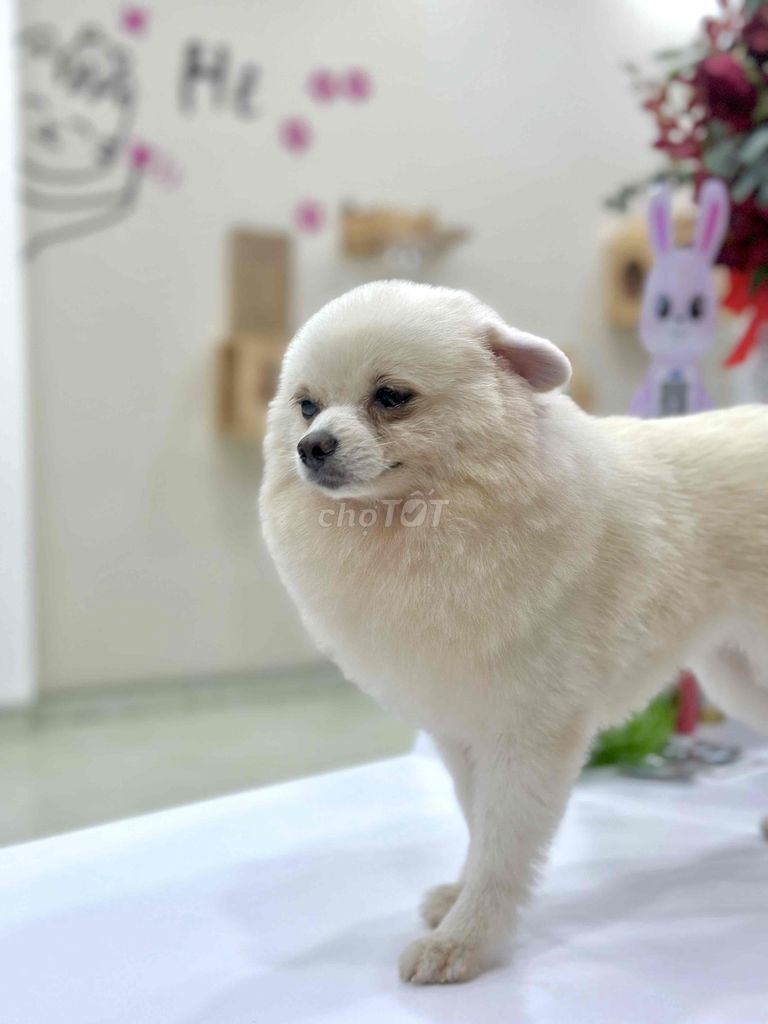 TÌM CHỦ MỚI CHO CON YÊU